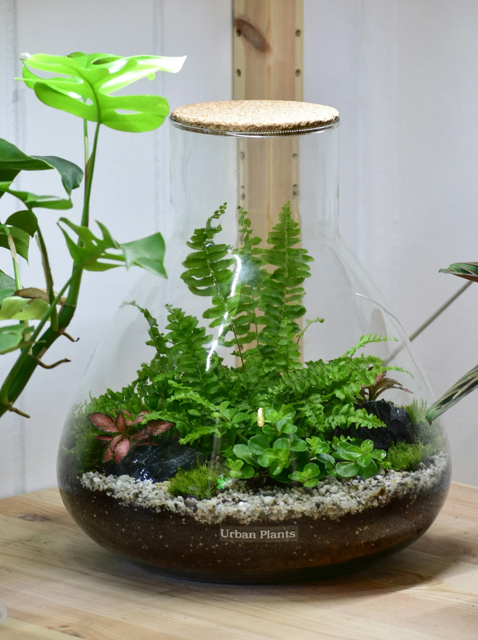 Plants